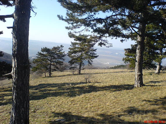 borovice na Zobori