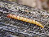 larva kováčika 