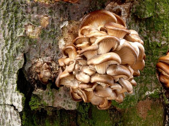 hlíva ústřičná - Hliva ustricovitá Pleurotus ostreatus  (Jacq.) P. Kumm.