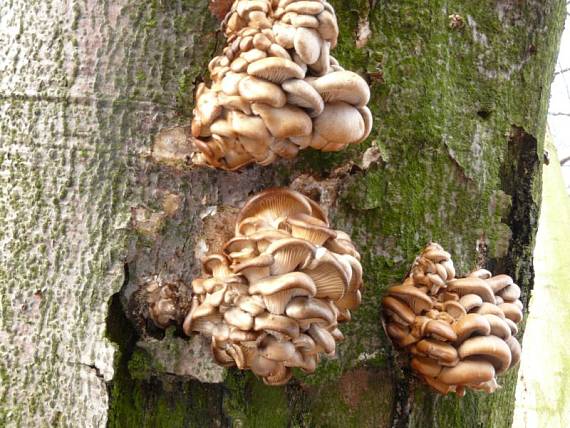 hlíva ústřičná - Hliva ustricovitá Pleurotus ostreatus  (Jacq.) P. Kumm.