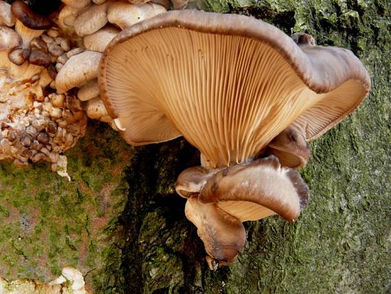 hlíva ústřičná - Hliva ustricovitá Pleurotus ostreatus  (Jacq.) P. Kumm.