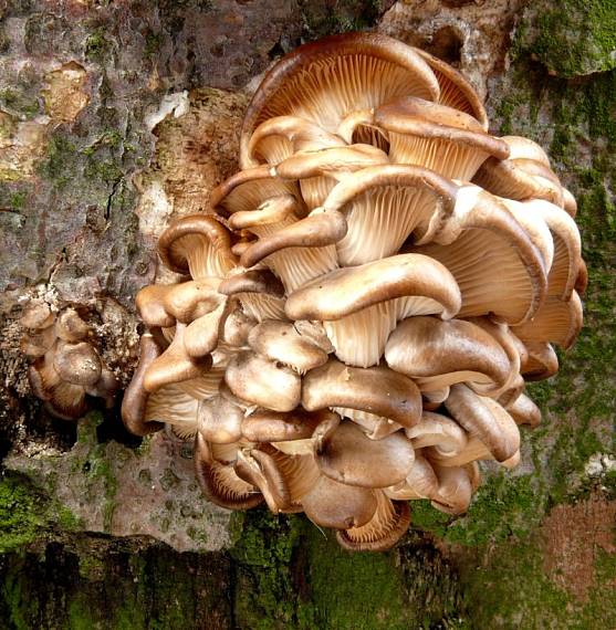 hlíva ústřičná - Hliva ustricovitá Pleurotus ostreatus  (Jacq.) P. Kumm.