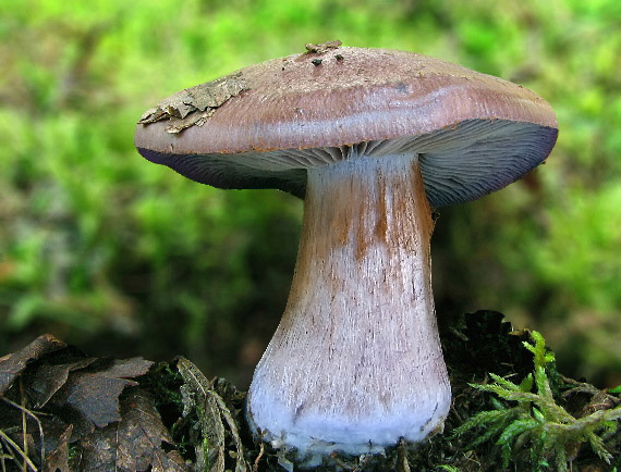 pavučinovec Cortinarius sp.