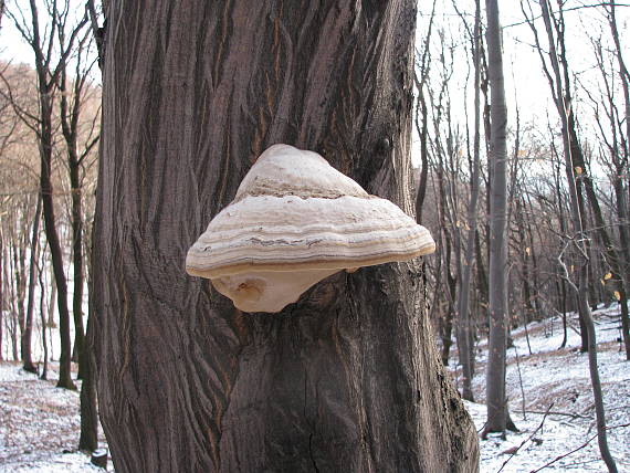 práchnovec kopytovitý Fomes fomentarius (L.) J.J. Kickx