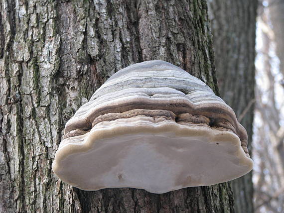 práchnovec kopytovitý Fomes fomentarius (L.) J.J. Kickx