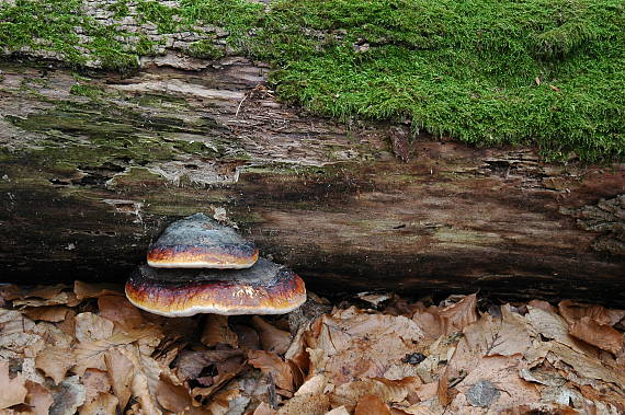 práchnovček pásikavý Fomitopsis pinicola (Sw.) P. Karst.