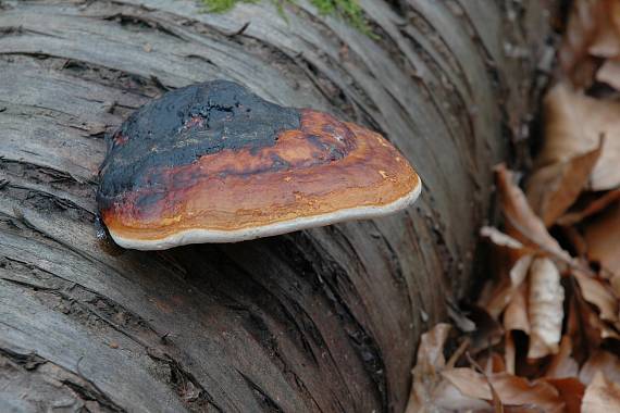 práchnovček pásikavý Fomitopsis pinicola (Sw.) P. Karst.