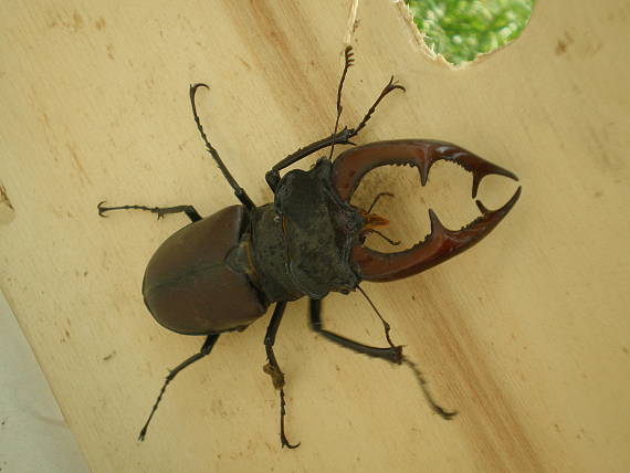 roháč obyčajný Lucanus cervus