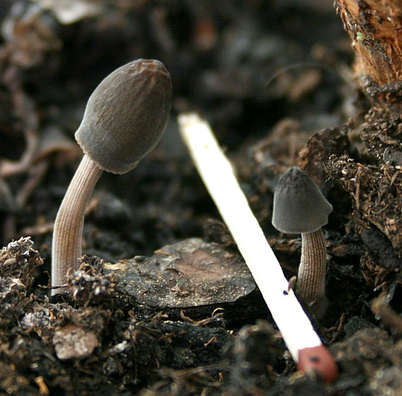 prilbička ryhovaná Mycena polygramma (Bull.) Gray