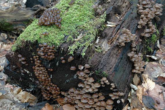 prilbička  Mycena sp.