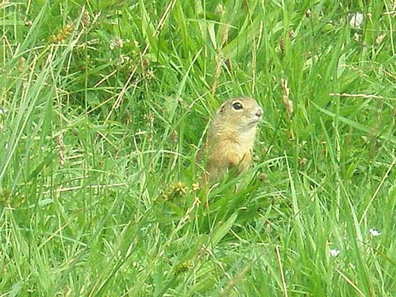 syseľ pasienkový Spermophilus citellus