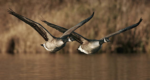 berneška velká (Branta canadensis)