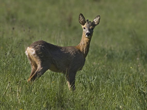 srnec obyčajný Capreolus capreolus