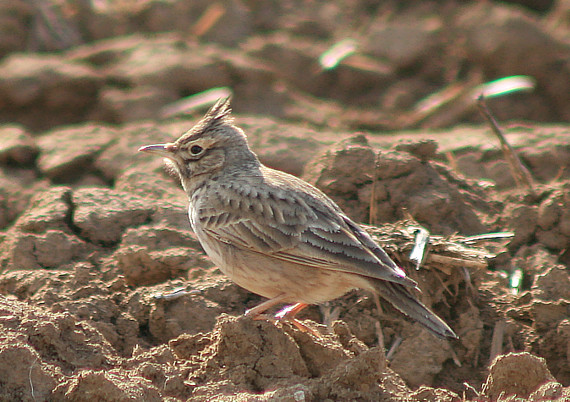 pipíška chochlatá Galerida cristata