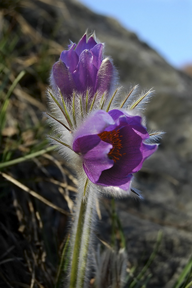 poniklec veľkokvetý Pulsatilla grandis Wender.