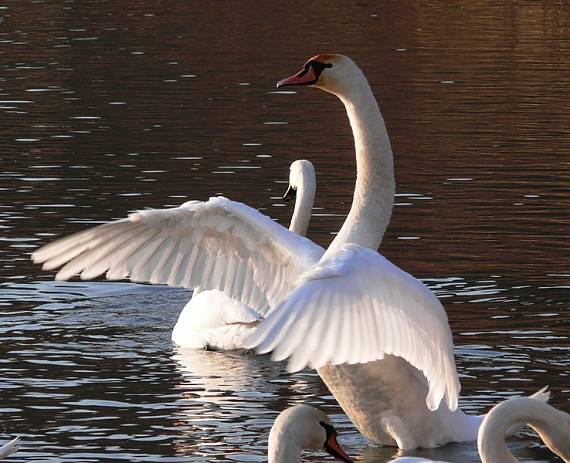 labuť hrbozobá Cygnus olor