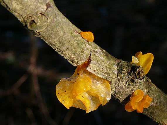 rôslovka zlatožltá Tremella mesenterica Retz.