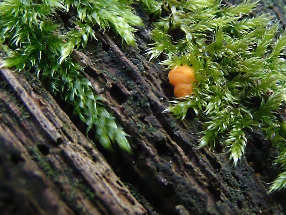 slzovec Dacrymyces sp.