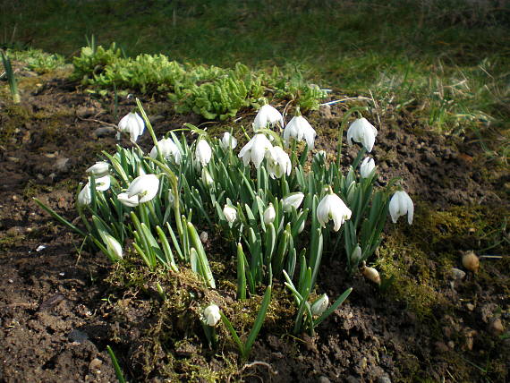 snežienka jarná Galanthus nivalis L.