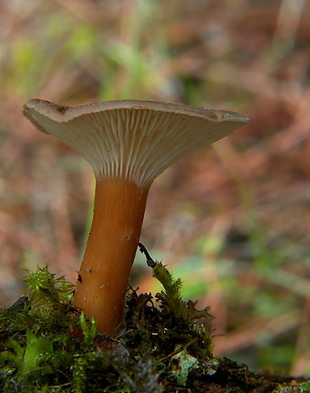 strmuľka Clitocybe sp.