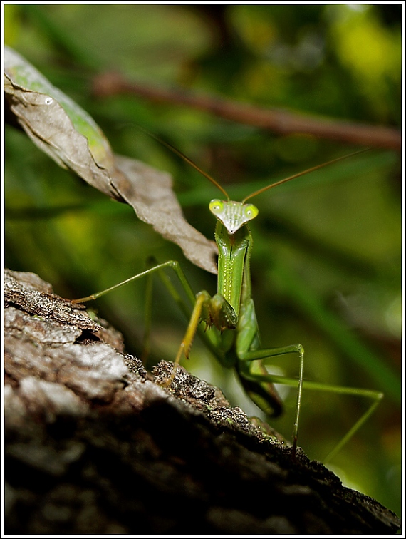 modlivka zelená Mantis religiosa