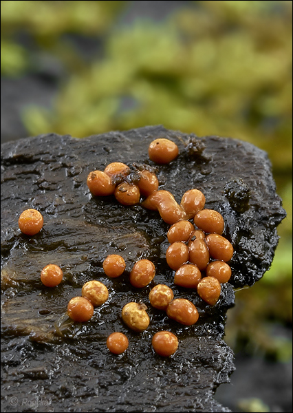 slizovka Myxomycetes