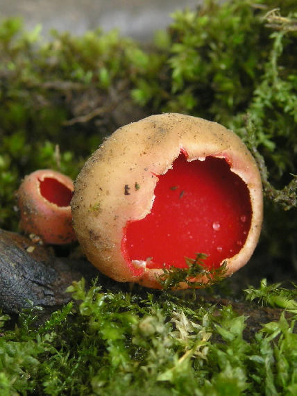 ohnivec rakúsky Sarcoscypha austriaca (Beck ex Sacc.) Boud.