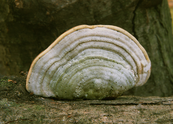 trúdnikovec chlpatý Trametes hirsuta (Wulfen) Lloyd