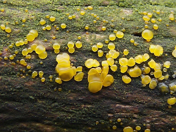 slzovec Dacrymyces sp.