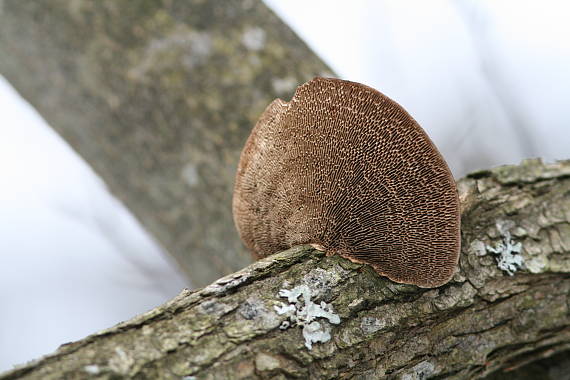 trúdnikovec Trametes sp.