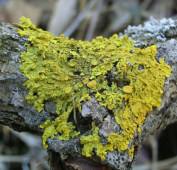 diskovník múrový  Xanthoria parietina var. parietina