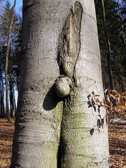 buk lesní Fagus sylvatica L.