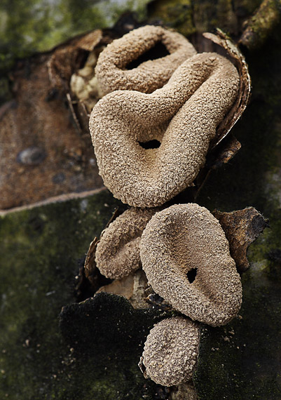 dutinovka otrubnatá Encoelia furfuracea  (Roth) P. Karst.