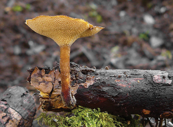 trúdnik zimný Lentinus brumalis (Pers.) Zmitr.