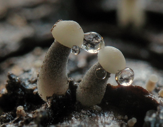 prilbička šišková Mycena strobilicola J. Favre & Kühner