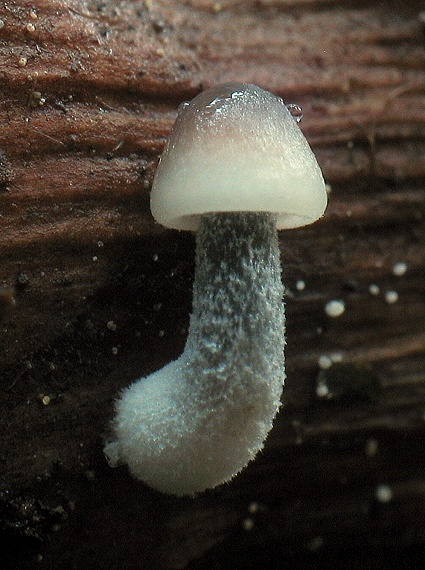 prilbička šišková Mycena strobilicola J. Favre & Kühner