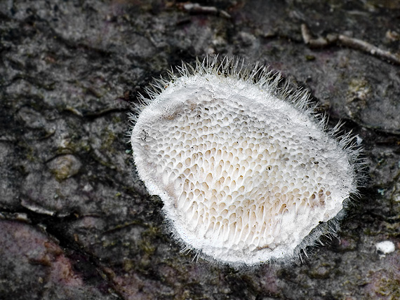 trúdnikovec chlpatý Trametes hirsuta (Wulfen) Lloyd