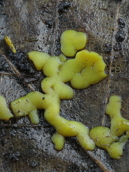 slizovka Myxomycetes