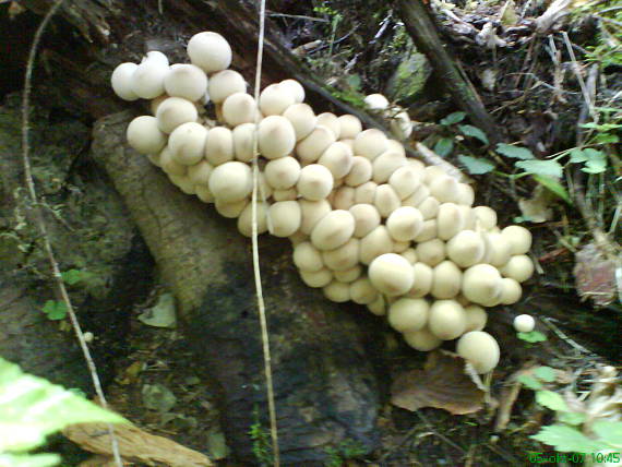 prášnica hruškovitá Lycoperdon pyriforme Schaeff.