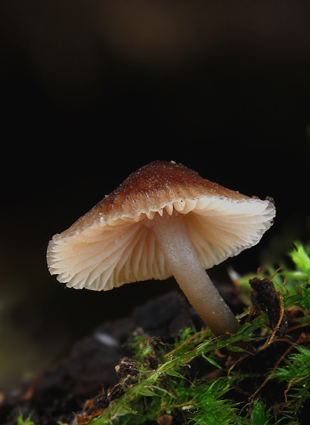 prilbička hnedosivá Mycena tintinnabulum (Paulet) Quél.