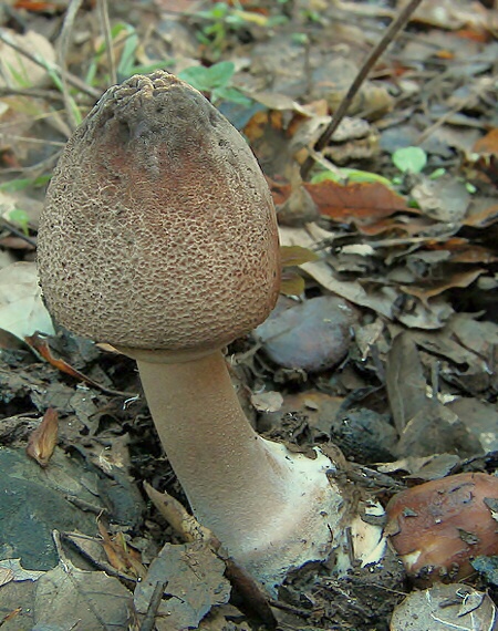 bedľa  Macrolepiota sp.