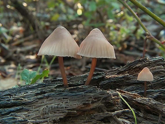 prilbička Mycena sp.