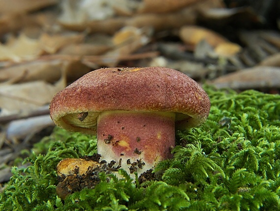 čírovec červenožltý Tricholomopsis rutilans (Schaeff.) Singer