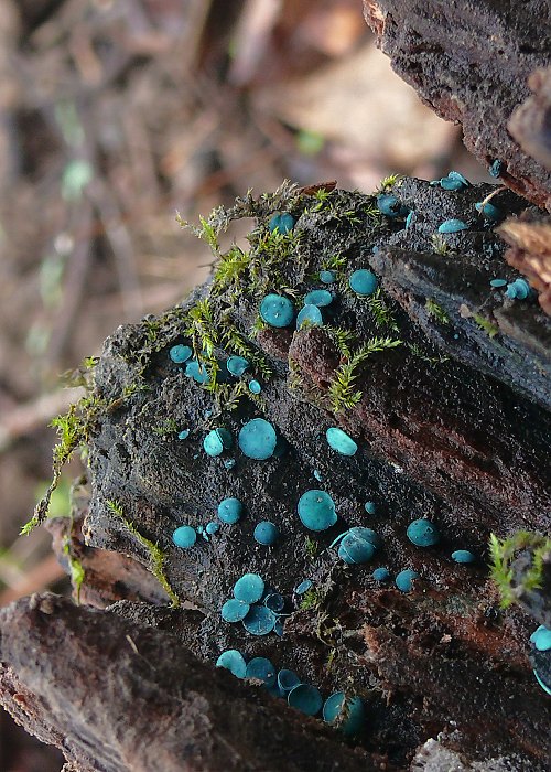 zelenica obyčajná Chlorociboria aeruginosa (Oeder) Seaver ex C.S. Ramamurthi, Korf & L.R. Batra