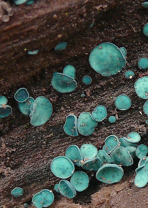 zelenica obyčajná Chlorociboria aeruginosa (Oeder) Seaver ex C.S. Ramamurthi, Korf & L.R. Batra