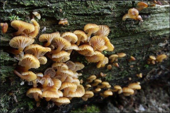 tanečnička zvončekovitá Xeromphalina campanella (Batsch) Maire