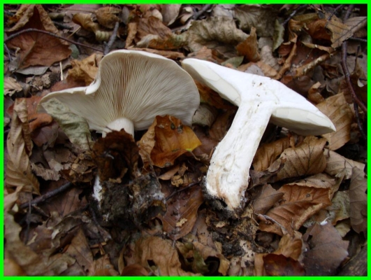 strmuľka Clitocybe sp.