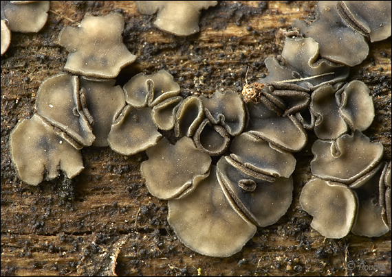 molízia Mollisia discolor (Mont. & Fr.) W. Phillips