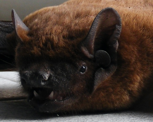 netopier Myotis