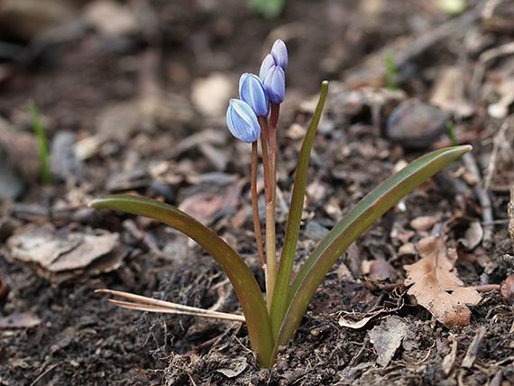 scila dvojlistá Scilla bifolia agg. L.